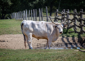 Salföldi Majorság